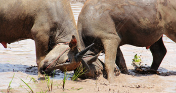 Water Buffalo Fighting Festival