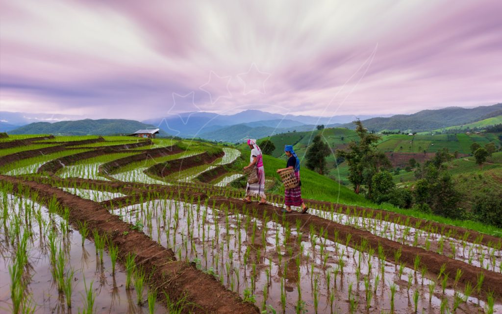 Two farmers in traditional hill-tribe dress carry woven baskets along a dirt ridge between flooded rice terraces at dusk