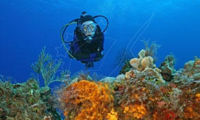 Koh Phi Phi Scuba Diving