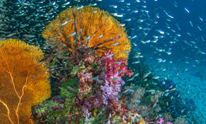 Koh Chang Scuba Diving