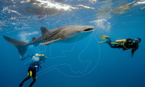 Koh Yao Yai Shark Point and King Cruiser Wreck